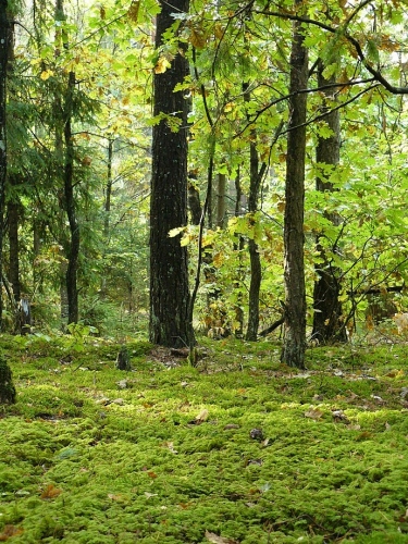 Мяшаны лес
